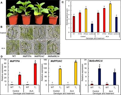 ALA induces stomatal opening through regulation among PTPA, PP2AC, and SnRK2.6